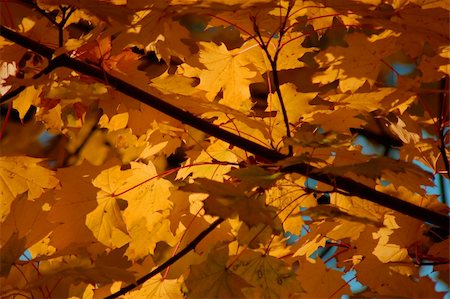 photo frame in heaven - golden fall leave of a tree in a forrest on blue sky Stock Photo - Budget Royalty-Free & Subscription, Code: 400-04835737