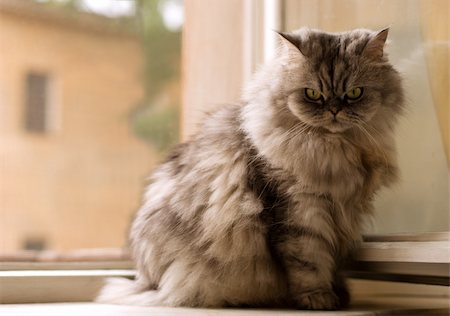 Persian cat sitting on the window, side view Stock Photo - Budget Royalty-Free & Subscription, Code: 400-04835861