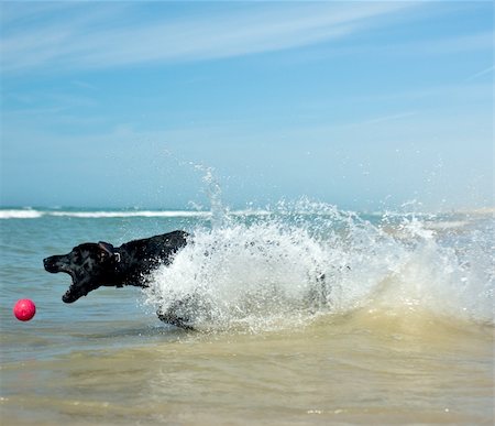 simsearch:400-05101651,k - Black dog rushing through the waves to catch his red ball Photographie de stock - Aubaine LD & Abonnement, Code: 400-04836038
