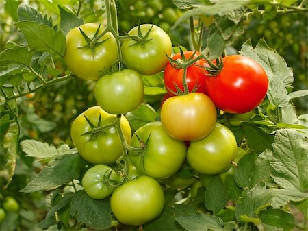 Bunch with green and red tomatoes growing in the greenhouse Stock Photo - Budget Royalty-Free & Subscription, Code: 400-04836095