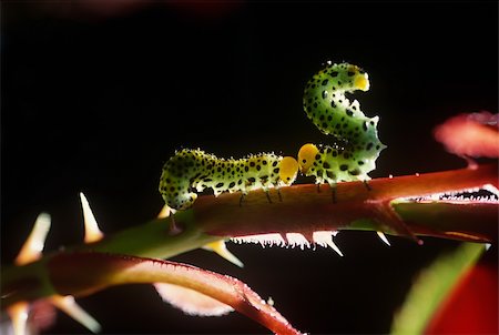 simsearch:400-04824887,k - caterpillars couple on the stem in the night Stock Photo - Budget Royalty-Free & Subscription, Code: 400-04836241