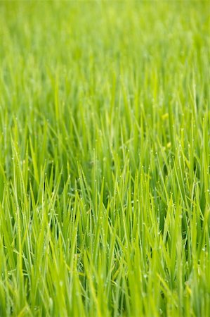 simsearch:400-07258772,k - Dew drops on the top of the grass Horizontal Stock Photo - Budget Royalty-Free & Subscription, Code: 400-04836490