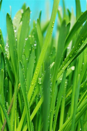 simsearch:400-05132684,k - close up of vivid fresh green grass Stockbilder - Microstock & Abonnement, Bildnummer: 400-04836645