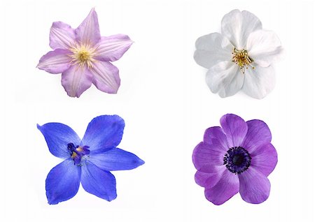 simsearch:400-05369226,k - top shot of different flowers isolated on a white background Stock Photo - Budget Royalty-Free & Subscription, Code: 400-04836879