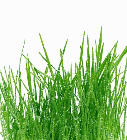 simsearch:400-05132684,k - green grass isolated on a white background Stockbilder - Microstock & Abonnement, Bildnummer: 400-04836990