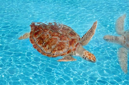 Green sea Turtle Chelonia mydas  Caribbean sea Cheloniidae water surface Stock Photo - Budget Royalty-Free & Subscription, Code: 400-04837518