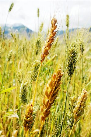 simsearch:400-04698173,k - Closeup view of Tibetan wheat in the summer Photographie de stock - Aubaine LD & Abonnement, Code: 400-04837657