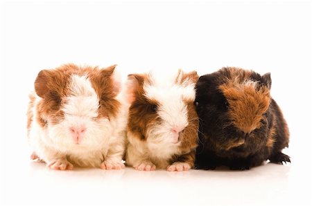 baby guinea pigs Stock Photo - Budget Royalty-Free & Subscription, Code: 400-04837770