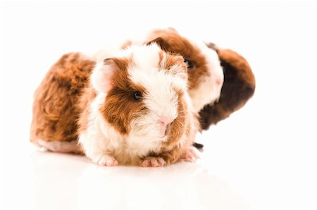 baby guinea pigs Stock Photo - Budget Royalty-Free & Subscription, Code: 400-04837771