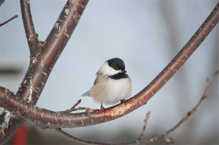 A Black-capped Chickadee perches on a branch in winter in Ontario, Canada. Photographie de stock - Aubaine LD & Abonnement, Code: 400-04838001