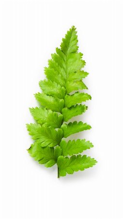 simsearch:400-04791546,k - Leaf of fern isolated on white Stock Photo - Budget Royalty-Free & Subscription, Code: 400-04838098