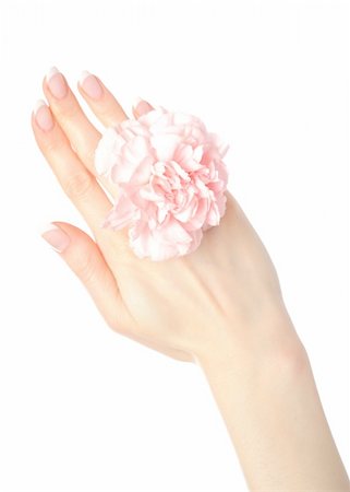 simsearch:400-06061806,k - Beautiful hand with perfect french manicure on treated nails holding carnation flower. isolated on white background Stock Photo - Budget Royalty-Free & Subscription, Code: 400-04839047