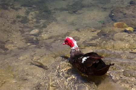 Muscovy Duck Swimming Stock Photo - Budget Royalty-Free & Subscription, Code: 400-04839097