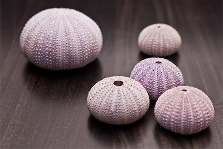 collection of violet and pink shells from Mediterranean sea Stock Photo - Budget Royalty-Free & Subscription, Code: 400-04839139