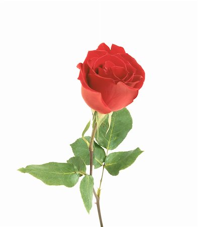 single red rose bud - Red rose closeup isolated on white Stock Photo - Budget Royalty-Free & Subscription, Code: 400-04839213