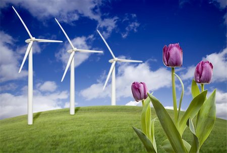 simsearch:400-04339274,k - Wind Turbines Against Dramatic Sky, Clouds and Violets in the Foreground. Fotografie stock - Microstock e Abbonamento, Codice: 400-04839244