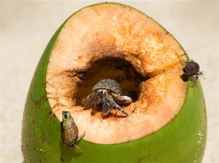 decapoda - Hermit crab in the shell of a snail  eats pulp of coconut Stock Photo - Budget Royalty-Free & Subscription, Code: 400-04839321