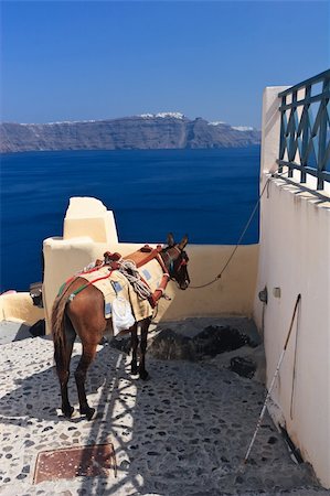 simsearch:400-04468669,k - taxi traditionally practiced by donkeys in Santorini Stock Photo - Budget Royalty-Free & Subscription, Code: 400-04839574