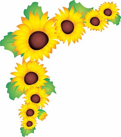 simsearch:400-04067084,k - Sunflower isolated on white background. Vector illustration Stock Photo - Budget Royalty-Free & Subscription, Code: 400-04839591