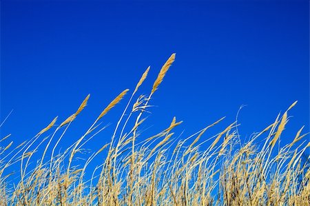 simsearch:400-04761029,k - Waving grass with seed heads from low angle against a blue sky Fotografie stock - Microstock e Abbonamento, Codice: 400-04839663