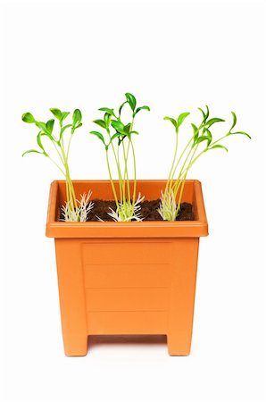 simsearch:400-04546828,k - Green saplings growing in the clay pot Stock Photo - Budget Royalty-Free & Subscription, Code: 400-04839679