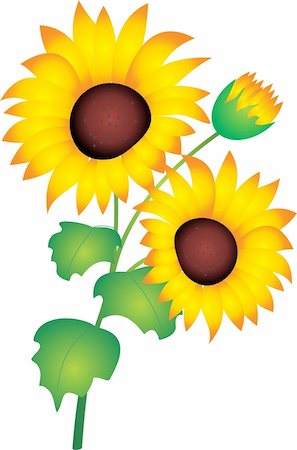 simsearch:400-04067084,k - Sunflower isolated on white background. Vector illustration Stock Photo - Budget Royalty-Free & Subscription, Code: 400-04839732