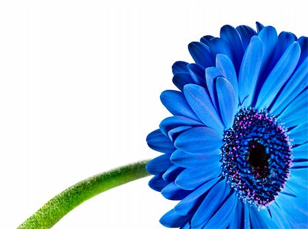 simsearch:400-05369226,k - Close up abstract of a blue daisy gerbera on white Stock Photo - Budget Royalty-Free & Subscription, Code: 400-04839746