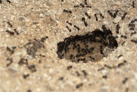 A black ant nest illuminated within. Stock Photo - Budget Royalty-Free & Subscription, Code: 400-04839740