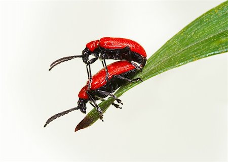 Detail (close-up) of a bugs - chrysomelid beetle Photographie de stock - Aubaine LD & Abonnement, Code: 400-04839821