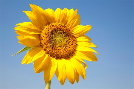 simsearch:400-06950874,k - beautiful yellow Sunflower Photographie de stock - Aubaine LD & Abonnement, Code: 400-04839974