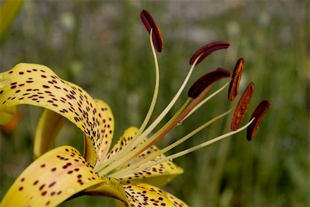 simsearch:400-05245245,k - beautiful flower lily. close-up Foto de stock - Super Valor sin royalties y Suscripción, Código: 400-04830158