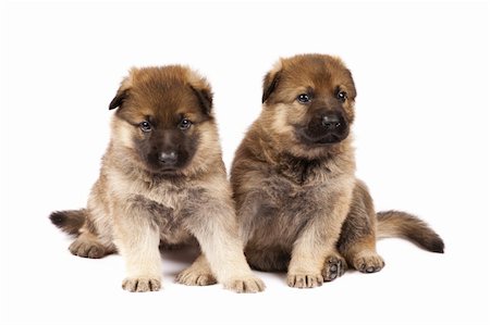 Germany sheep-dogs puppys isolated on white background Stock Photo - Budget Royalty-Free & Subscription, Code: 400-04830397