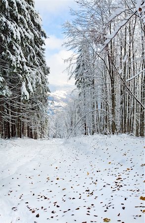 simsearch:400-08401989,k - October mountain beech forest with first winter snow and last autumn leafs over Foto de stock - Super Valor sin royalties y Suscripción, Código: 400-04830785