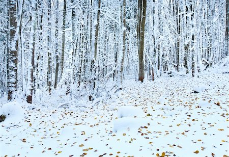 first snow - October mountain beech forest with first winter snow and last autumn leafs over Stock Photo - Budget Royalty-Free & Subscription, Code: 400-04830786