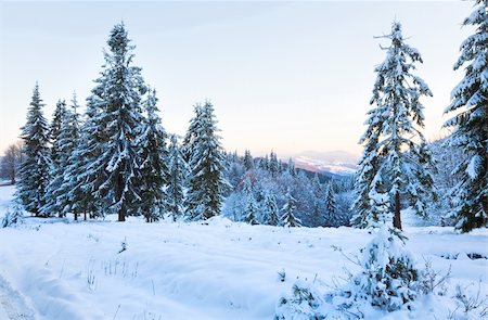 simsearch:400-04319458,k - winter sunset mountain landscape with rime and snow covered spruce trees  (Carpathian, Ukraine) Stock Photo - Budget Royalty-Free & Subscription, Code: 400-04830787