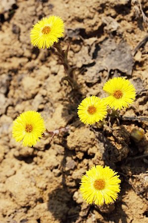 simsearch:400-04428532,k - Tussilago farfara / is a plant in the family Asteraceae. Photographie de stock - Aubaine LD & Abonnement, Code: 400-04830911