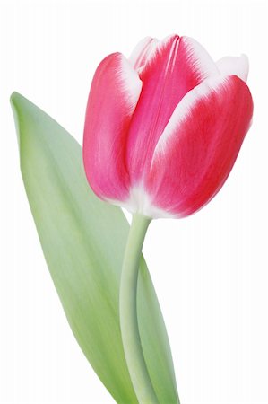 simsearch:400-04298096,k - Spring flower is tulip against the white background Foto de stock - Super Valor sin royalties y Suscripción, Código: 400-04830975