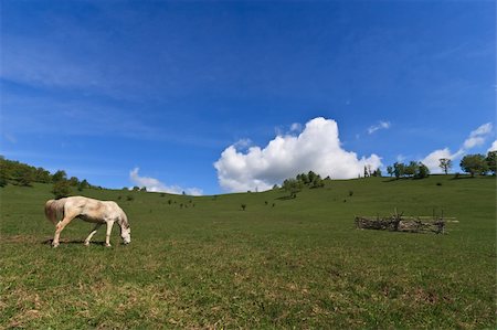 simsearch:400-07484967,k - a beautiful white horse on a green field Stock Photo - Budget Royalty-Free & Subscription, Code: 400-04831018