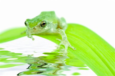 simsearch:700-00021622,k - Small frog sitting on a blade of grass reflecting in water underneath Stock Photo - Budget Royalty-Free & Subscription, Code: 400-04831106