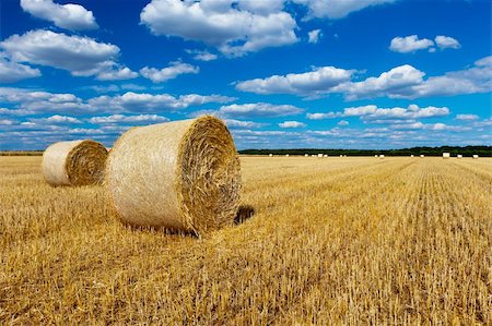 simsearch:400-04952552,k - straw bales in a field with blue and white sky in autumn Foto de stock - Royalty-Free Super Valor e Assinatura, Número: 400-04831359