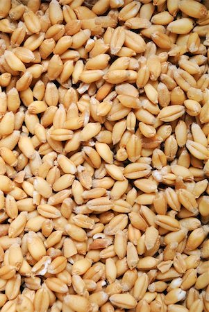 dried maize images - wheat grains background Stock Photo - Budget Royalty-Free & Subscription, Code: 400-04831486