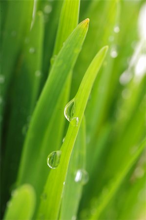 simsearch:400-05132684,k - close up of vivid fresh green grass Stockbilder - Microstock & Abonnement, Bildnummer: 400-04831516