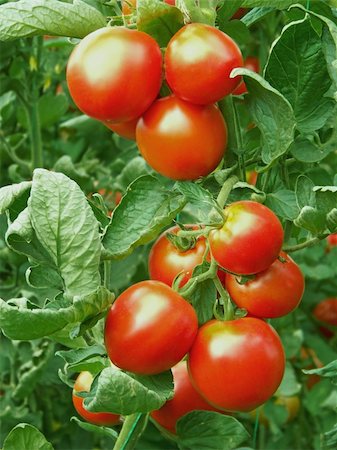 Ripe red tomatoes in the greenhouse Foto de stock - Royalty-Free Super Valor e Assinatura, Número: 400-04831543