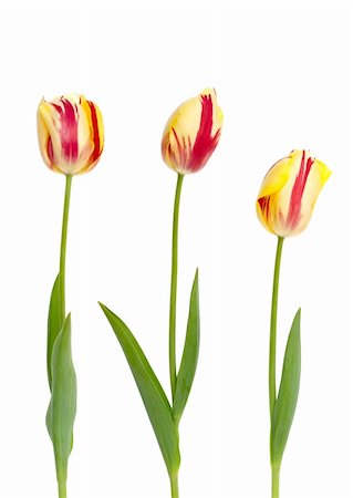 Three yellow and red tulips on a white background. Stock Photo - Budget Royalty-Free & Subscription, Code: 400-04831657