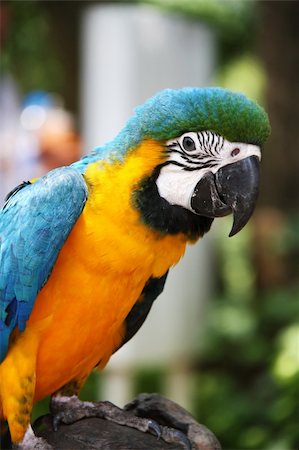 Parrot Macaw Photographie de stock - Aubaine LD & Abonnement, Code: 400-04831661