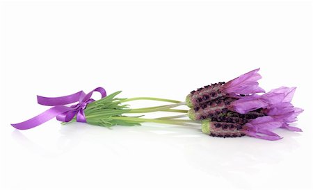 Lavender herb flower posy tied with a lilac ribbon isolated over white background. Stock Photo - Budget Royalty-Free & Subscription, Code: 400-04831700