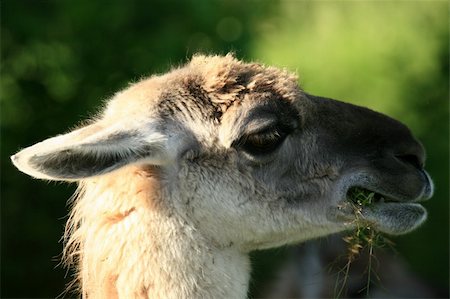 simsearch:400-04832012,k - Lama - Vancouver Zoo in BC, Canada Fotografie stock - Microstock e Abbonamento, Codice: 400-04832123