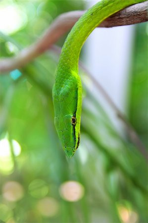 deadly snake vipers - Green parrot snake Leptophis Ahaetulla Central America Giant Parrotsnake Stock Photo - Budget Royalty-Free & Subscription, Code: 400-04832264