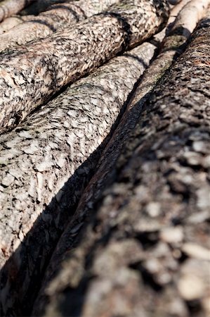 spruce tree bark - truncate trees pine and spruce lie in forest Stock Photo - Budget Royalty-Free & Subscription, Code: 400-04832351