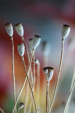 poppies pods - Autumn concept image with dry poppy pods Stock Photo - Budget Royalty-Free & Subscription, Code: 400-04832402